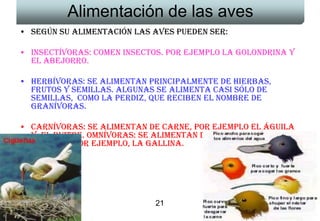 Alimentación de las aves
• Según su alimentación las aves pueden ser:

• Insectívoras: Comen insectos. Por ejemplo la golondrina y
  el abejorro.

• Herbívoras: Se alimentan principalmente de hierbas,
  frutos y semillas. Algunas se alimenta casi sólo de
  semillas, como la perdiz, que reciben el nombre de
  granívoras.

• Carnívoras: Se alimentan de carne, por ejemplo el águila
  y el buitre. Omnívoras: Se alimentan de animales y
  plantas, por ejemplo, la gallina.




                             21                           21
 