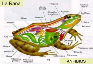 La Rana




          25          25
               ANFIBIOS
 