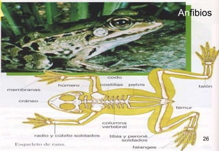 Anfibios




     26
     26
 