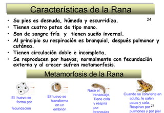 Características de la Rana
• Su pies es desnuda, húmeda y escurridiza.              24

• Tienen cuatro patas de tipo mano.
• Son de sangre fría y tienen sueño invernal.
• Al principio su respiración es branquial, después pulmonar y
  cutánea.
• Tienen circulación doble e incompleta.
• Se reproducen por huevos, normalmente con fecundación
  externa y al crecer sufren metamorfosis.

                   Metamorfosis de la Rana

                                   Nace el
                                      renacuajo.   Cuando se convierte en
    El huevo se    El huevo se
                                      Tiene cola      adulto, le salen
       forma por      transforma
                                      y respira       patas y cola.
                         en un
    fecundación                       por             Respiran por 27
                        embrión
                                      branquias       pulmones y por piel
 