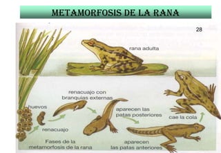 Metamorfosis de la Rana
                          28




                               28
 