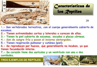 Características de
                                         los Reptiles
                                                                29

1.- Son vertebrados terrestres, con el cuerpo generalmente cubierto de
escamas.
2.- Tienen extremidades cortas y laterales o carecen de ellas.
3.- Tienen la piel cubierta de escamas, escudos o placas córneas.
4.- Son de sangre fría y pasan el invierno aletargados.
5.- Tienen respiración pulmonar y cutánea (piel).
6.- Se reproducen por huevos, que generalmente no incuban, ya que
tienen fecundación interna.
7.- Su corazón tiene dos aurículas y un ventrículo con una o dos
cavidades.
TRES EJEMPLOS DE REPTILES
                                                                     29
 