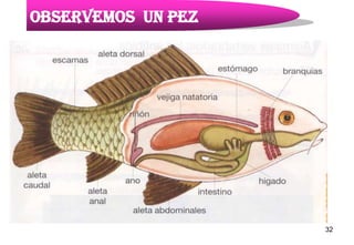 Observemos un pez




                    32
 