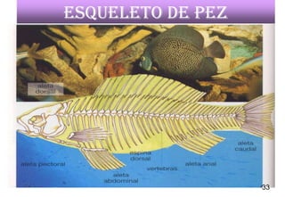 Esqueleto de pez




                   33
                   33
 