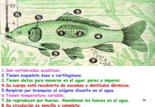 1.Son vertebrados acuáticos.
2.Tienen esqueleto óseo o cartilaginoso.
3.Tienen aletas para moverse en el agua: pares o impares
4.Su cuerpo está recubierto de escamas o dentículos dérmicos.
5.Respiran por branquias el oxígeno disuelto en el agua.
6.Tienen temperatura variable.
7.Se reproducen por huevos. Abandonan los huevos en el agua.    34
8.Su circulación es sencilla y completa.
 