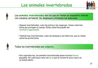 Los animales invertebrados

Los animales invertebrados son los que no tienen un esqueleto interno
con columna vertebral. Se desplazan utilizando los músculos.


   • Algunos invertebrados, como las ostras o los cangrejos, tienen cubiertas
     duras que protegen su cuerpo. Estas cubiertas pueden ser
     conchas o caparazones.


   • También hay invertebrados, como las medusas y las lombrices, que no tienen
     cubiertas protectoras.



Todos los invertebrados son ovíparos.


   • Para reproducirse, los animales invertebrados ponen muchos huevos
     pequeños. De cada huevo nace una larva que se convierte poco a poco en
     un animal adulto.
                                                                                  37
 