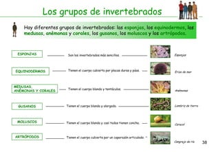 Los grupos de invertebrados
    Hay diferentes grupos de invertebrados: las esponjas, los equinodermos, las
    medusas, anémonas y corales, los gusanos, los moluscos y los artrópodos.



 ESPONJAS              Son los invertebrados más sencillos.                    Esponjas




EQUINODERMOS           Tienen el cuerpo cubierto por placas duras y púas.      Erizo de mar




MEDUSAS,
                       Tienen el cuerpo blando y tentáculos.
ANÉMONAS Y CORALES                                                             Anémonas




 GUSANOS              Tienen el cuerpo blando y alargado.                      Lombriz de tierra




 MOLUSCOS             Tienen el cuerpo blando y casi todos tienen concha.      Caracol



ARTRÓPODOS            Tienen el cuerpo cubierto por un caparazón articulado.
                                                                               Cangrejo de río     38
 