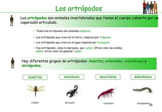 Los artrópodos
Los artrópodos son animales invertebrados que tienen el cuerpo cubierto por un
caparazón articulado.

        • Todos los artrópodos son animales ovíparos.

        • Los artrópodos que viven en la tierra, respiran por tráqueas.
        • Los artrópodos que viven en el agua respiran por branquias.

        • Hay artrópodos, como la mariposa, que vuelan. Otros como las arañas,
          andan; otros como las gambas, nadan.


Hay diferentes grupos de artrópodos: insectos, arácnidos, crustáceos y
miriápodos.


    INSECTOS                    ARÁCNIDOS                    CRUSTÁCEOS          MIRIÁPODOS




      Libélula                   Escorpión                      Carabinero        Escolopendra
                                                                                             39
 