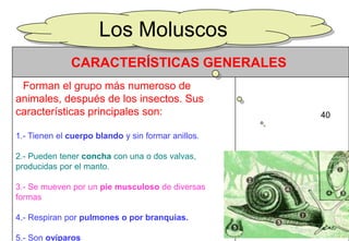 Los Moluscos
              CARACTERÍSTICAS GENERALES
 Forman el grupo más numeroso de
animales, después de los insectos. Sus
características principales son:                    40

1.- Tienen el cuerpo blando y sin formar anillos.

2.- Pueden tener concha con una o dos valvas,
producidas por el manto.

3.- Se mueven por un pie musculoso de diversas
formas

4.- Respiran por pulmones o por branquias.
                                                    40
5.- Son ovíparos
 
