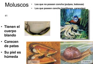 Moluscos     •
               •
                   Los que no poseen concha (pulpos, babosas)
                   Los que poseen concha (mejillones, caracoles)


  41




• Tienen el
  cuerpo
  blando
• Carecen
  de patas
• Su piel es
  húmeda
                                                                   41
 