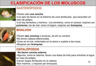 CLASIFICACIÓN DE LOS MOLUSCOS
  GASTERÓPODOS
  •Tienen sólo una concha.
  •Los ojos los llevan en el extremo de unos tentáculos, que esconden en
  caso de peligro.
  •Los hay terrestres y marinos.- Los terrestres, como el caracol, respiran por
  pulmones; los de mar, como el bígaro, respiran por branquias.

  BIVALVOS
  •Tienen dos conchas o bivalvas, de ahí su nombre.
  •No tienen cabeza diferenciada.
  •Viven en el mar, enterrados en la arena o sujetos a las rocas.
  •Respiran por branquias

  CEFALÓPODOS
   No tienen concha externa.
  •Algunos, como el calamar, llevan una bolsa de tinta para enturbiar el agua
  en caso de peligro.
  •Llevan largos tentáculos en la cabeza.                               42
  •Son marinos y respiran por branquias.
 