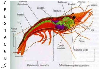 C
  R
  U
  S
  T
  A
  C
  E
  O

43
   S   43
 
