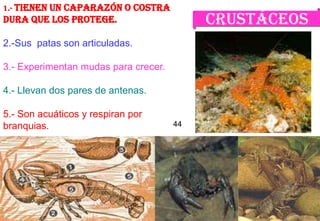 1.- Tienen un
           caparazón o costra
dura que los protege.                      Crustáceos
2.-Sus patas son articuladas.

3.- Experimentan mudas para crecer.

4.- Llevan dos pares de antenas.

5.- Son acuáticos y respiran por
branquias.                            44




                                                   44
 