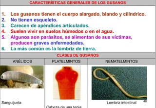 CARACTERÍSTICAS GENERALES DE LOS GUSANOS


1.   Los gusanos tienen el cuerpo alargado, blando y cilíndrico.
2.   No tienen esqueleto.
3.   Carecen de apéndices articulados.
4.   Suelen vivir en suelos húmedos o en el agua.
5.   Algunos son parásitos, se alimentan de sus víctimas,
     producen graves enfermedades.
6.   La más común es la lombriz de tierra.
                         CLASES DE GUSANOS
      ANÉLIDOS         PLATELMINTOS           NEMATELMINTOS




                                                                   48
Sanguijuela                                   Lombriz intestinal
 