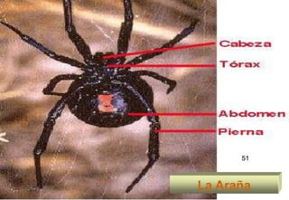 51



La Araña   51
 