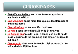 Curiosidades
El delfín y la ballena son mamíferos adaptados al
ambiente acuático.
El murciélago es un mamífero que se desplaza por el
ambiente aéreo
El ornitorrinco es un mamífero ovíparo
La rata puede tener hasta 22 crías de una vez
La ballena azul puede llegar a tener más de 30 m. de
largo y es uno de los animales que está en peligro de
extinción
El guepardo es el mamífero más rápido; alcanza una
velocidad de 105 km. hora
                                                        52
 