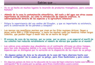 Sabías que …
•   Ya es un hecho en muchos lugares la incursión de productos transgénicos, para consumo
    humano?

•   Además de la caza la contaminación atmosférica, del suelo y del agua son otras causas
    importantes de extinción, así como la introducción de especies exóticas, la
    sobreexplotación directa de las especies y la agricultura intensiva?

•   Peligra la supervivencia del oso andino del Ecuador, y que es importante su existencia,
    para la conservación de los páramos y bosques?

•   Las morsas son mamíferos marinos que viven en las frías regiones árticas; llegan a
    pesar entre 800 y 1700 kilogramos, y tanto los machos como las hembras tienen largos
    colmillos, que pueden llegar a medir más de un metro de largo?

•   El exceso de caza de las morsas, por su carne, por su grasa, y en especial el marfil de
    sus colmillos han reducido notablemente el número de morsas que quedan en el mundo?

•   Las cebras eran animales muy abundantes en el continente africano en otros tiempos,
    pero han sido diezmadas debido a la caza indiscriminada e intensa? Existían varias
    especies que se distinguían por la variación en la disposición de las rayas de su pelaje.

•    En algunos países de Asia se ha abusado de la caza del tigre siberiano hasta casi
    haberse extinguido? Se lo usaba por su pelaje, para fines medicinales y para comer.
                                                                                        54
•   En algunos países de Asia se ha abusado de la caza del tigre siberiano hasta casi haberse
    extinguido? Se lo usaba por su pelaje, para fines medicinales y para comer.
 