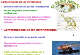 Características de los Vertebrados
• Son de mayor tamaño que los invertebrados
• Poseen esqueleto interno óseo o
  cartilaginoso
• Tienen en el esqueleto una columna vertebral
  formada por huesos y cartílagos llamados
  vértebras


• Características de los Invertebrados
                                                 6
• Suelen ser animales de pequeño tamaño

•   Carecen de esqueleto interno óseo o
    cartilaginoso

• Muchos tienen conchas, caparazones o               6
 