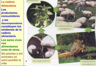 La cadena
Alimentaria
Los
productores,
consumidores
y los
descomponedores
constituyen los
eslabones de la
cadena
alimentaria
Los seres vivos
nos
alimentamos
unos de otros.
Sin plantas y sin
animales no
sería posible la
                    7   7
vida
 