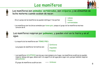 Los mamíferos
Los mamíferos son animales vertebrados, son vivíparos, y se alimentan de
leche materna cuando acaban de nacer.
                                                                            • cabeza
 • En el cuerpo de los mamíferos se pueden distinguir tres partes:          • tronco
                                                                            • extremidades

 • Los mamíferos son los únicos animales que tienen pelo, aunque el grupo de los mamíferos marinos
   carecen de él.



Los mamíferos respiran por pulmones, y pueden vivir en la tierra y en el
agua.

 • La mayoría de los mamíferos son TERRESTRES.

                                                   Carnívoros
  Los grupos de mamíferos terrestres son:
                                                   Ungulados

                                                   Primates

 • Los mamíferos ACUÁTICOS son los que viven siempre en el agua. Los mamíferos acuáticos no pueden
   respirar debajo del agua, deben salir a la superficie del agua para coger aire, porque también respiran
   con pulmones.

  El grupo de mamíferos acuáticos son:             Cetáceos
                                                                                                             8
 