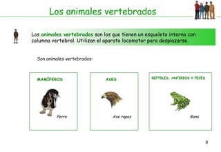 Los animales vertebrados

Los animales vertebrados son los que tienen un esqueleto interno con
columna vertebral. Utilizan el aparato locomotor para desplazarse.


  Son animales vertebrados:



  MAMÍFEROS                   AVES               REPTILES, ANFIBIOS Y PECES




          Perro                  Ave rapaz                         Rana




                                                                              9
 