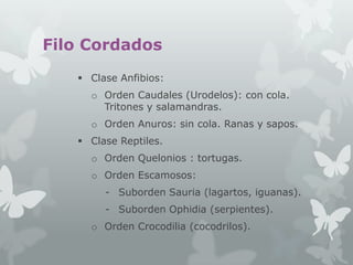 Filo Cordados
 Clase Anfibios:
o Orden Caudales (Urodelos): con cola.
Tritones y salamandras.
o Orden Anuros: sin cola. Ranas y sapos.
 Clase Reptiles.
o Orden Quelonios : tortugas.

o Orden Escamosos:
- Suborden Sauria (lagartos, iguanas).
- Suborden Ophidia (serpientes).
o Orden Crocodilia (cocodrilos).

 