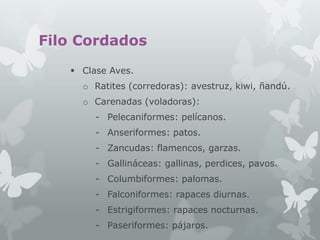 Filo Cordados
 Clase Aves.
o Ratites (corredoras): avestruz, kiwi, ñandú.

o Carenadas (voladoras):
- Pelecaniformes: pelícanos.
- Anseriformes: patos.
- Zancudas: flamencos, garzas.
- Gallináceas: gallinas, perdices, pavos.
- Columbiformes: palomas.
- Falconiformes: rapaces diurnas.

- Estrigiformes: rapaces nocturnas.
- Paseriformes: pájaros.

 