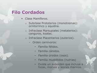 Filo Cordados
 Clase Mamíferos.
o Subclase Prototerios (monotremas):
ornitorrinco y equidna.
o Infraclase Marsupiales (metaterios):
canguros, koalas.

o Infraclase Placentarios (euterios).
- Orden carnívoros:
• Familia félidos.
• Familia cánidos.

• Familia úrsidos (osos).
• Familia mustélidos (nutrias)
• Existe un suborden que incluye a
focas, morsas y leones marinos.

 