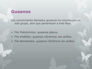 Gusanos
Los comúnmente llamados gusanos no constituyen un
solo grupo, sino que pertenecen a tres filos:
 Filo Platelmintos: gusanos planos.
 Filo Anélidos: gusanos cilíndricos con anillos.
 Filo Nematodos: gusanos cilíndricos sin anillos.

 