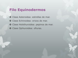 Filo Equinodermos
 Clase Asteroidea: estrellas de mar.
 Clase Echinoidea: erizos de mar.

 Clase Holothuroidea: pepinos de mar.
 Clase Ophiuroidea: ofiuras.

 