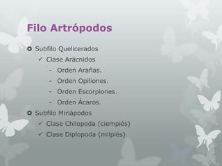 Filo Artrópodos
 Subfilo Quelicerados
 Clase Arácnidos

- Orden Arañas.
- Orden Opiliones.
- Orden Escorpiones.
- Orden Ácaros.
 Subfilo Miriápodos
 Clase Chilopoda (ciempiés)
 Clase Diplopoda (milpiés)

 