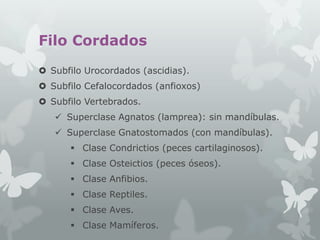 Filo Cordados
 Subfilo Urocordados (ascidias).
 Subfilo Cefalocordados (anfioxos)

 Subfilo Vertebrados.
 Superclase Agnatos (lamprea): sin mandíbulas.
 Superclase Gnatostomados (con mandíbulas).
 Clase Condrictios (peces cartilaginosos).
 Clase Osteictios (peces óseos).
 Clase Anfibios.
 Clase Reptiles.

 Clase Aves.
 Clase Mamíferos.

 