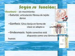 Según su función:
•Sinartrosis - sin movimiento:
–Suturas: articulación fibrosa de tejido
denso
–Gonfosis :Una clavija en forma de
clavo se adapta a una cavidad.
–Sindesmosis: Tejido conectivo está
dispuesto como una lámina entre los dos
huesos