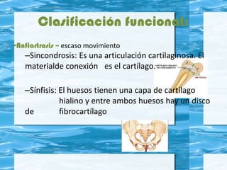 Clasificación funcional:
•Anfiartrosis – escaso movimiento
–Sincondrosis: Es una articulación cartilaginosa. El
materialde conexión es el cartílago.
–Sínfisis: El huesos tienen una capa de cartílago
hialino y entre ambos huesos hay un disco
de fibrocartílago