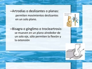 –Artrodias o deslizantes o planas:
permiten movimientos deslizantes
en un solo plano.
–Bisagra o gínglimo o trocleartrosis:
se mueven en un plano alrededor de
un solo eje, sólo permiten la flexión y
la extensión