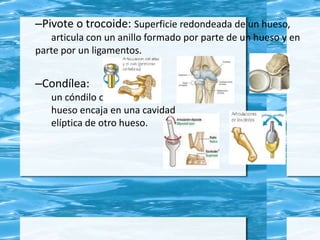 –Pivote o trocoide: Superficie redondeada de un hueso,
articula con un anillo formado por parte de un hueso y en
parte por un ligamentos.
–Condílea:
un cóndilo ovalado de un
hueso encaja en una cavidad
elíptica de otro hueso.