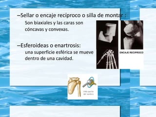 –Sellar o encaje recíproco o silla de montar :
Son biaxiales y las caras son
cóncavas y convexas.
–Esferoideas o enartrosis:
una superficie esférica se mueve
dentro de una cavidad.