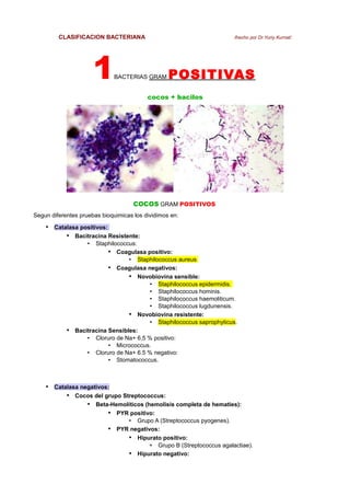 CLASIFICACION BACTERIANA

1

/hecho por Dr.Yuriy Kurnat/

BACTERIAS GRAM

POSITIVAS

cocos + bacilos

COCOS GRAM POSITIVOS
Segun diferentes pruebas bioquimicas los dividimos en:

• Catalasa positivos:
• Bacitracina Resistente:
Staphilococcus:
• Coagulasa positivo:
• Staphilococcus aureus
• Coagulasa negativos:
• Novobiovina sensible:
• Staphilococcus epidermidis.
• Staphilococcus hominis.
• Staphilococcus haemoliticum.
• Staphilococcus lugdunensis.
• Novobiovina resistente:
• Staphilococcus saprophyticus.
Bacitracina Sensibles:
• Cloruro de Na+ 6,5 % positivo:
• Micrococcus.
• Cloruro de Na+ 6.5 % negativo:
• Stomatococcus.
•

•

• Catalasa negativos:
• Cocos del grupo Streptococcus:
• Beta-Hemolíticos (hemolisis completa de hematies):
• PYR positivo:
•

Grupo A (Streptococcus pyogenes).

• PYR negativos:
• Hipurato positivo:
•

• Grupo B (Streptococcus agalactiae).
Hipurato negativo:

 