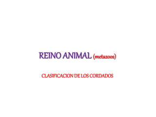 REINO ANIMAL (metazoos)
CLASIFICACIONDE LOS CORDADOS
 