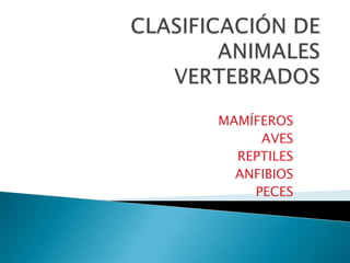 CLASIFICACIÓN DE ANIMALESVERTEBRADOS MAMÍFEROS AVES  REPTILES ANFIBIOS PECES 