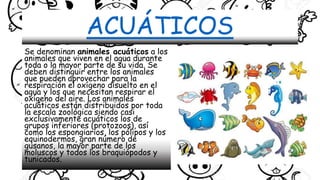 ACUÁTICOS
Se denominan animales acuáticos a los
animales que viven en el agua durante
toda o la mayor parte de su vida. Se
deben distinguir entre los animales
que pueden aprovechar para la
respiración el oxígeno disuelto en el
agua y los que necesitan respirar el
oxígeno del aire. Los animales
acuáticos están distribuidos por toda
la escala zoológica siendo casi
exclusivamente acuáticos los de
grupos inferiores (protozoos), así
como los espongiarios, los pólipos y los
equinodermos, gran número de
gusanos, la mayor parte de los
moluscos y todos los braquiópodos y
tunicados.
 