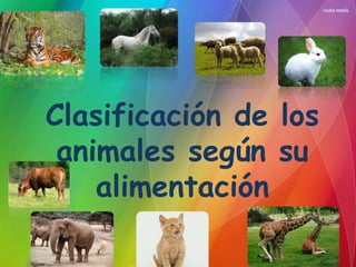 Clasificación de los 
animales según su 
alimentación 
 
