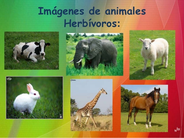 Imagenes De Animales Herbívoros | clasificaci 243 n de animales seg 250 n su alimentaci 243 n Imagenes De Animales Herbívoros | clasificaci 243 n de animales seg 250 n su alimentaci 243 n