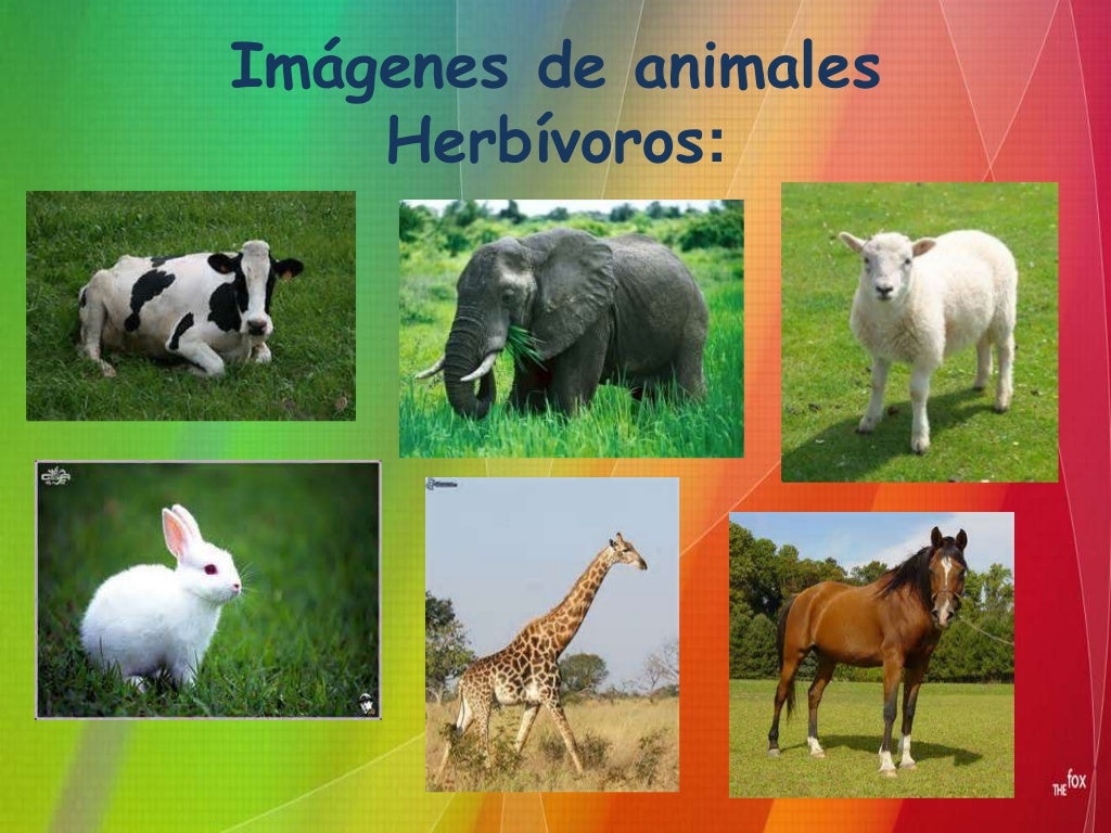 Clasificación de animales según su alimentación Clasificación de animales según su alimentación