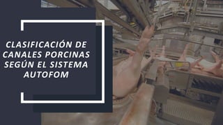 CLASIFICACIÓN DE
CANALES PORCINAS
SEGÚN EL SISTEMA
AUTOFOM
 