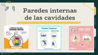 Paredes internas
de las cavidades
 