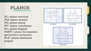 PLANOS
PC: plano cervical
PM: plano mesial
PD: plano distal
PV: plano vestibular
PL: plano lingual
PMPC: plano de maximo
perimetro coronario
PLP: plano limitante
pulpar
 