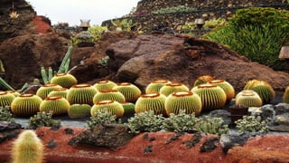 Clasificación de los jardines