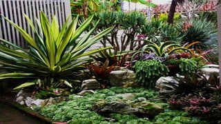 Clasificación de los jardines