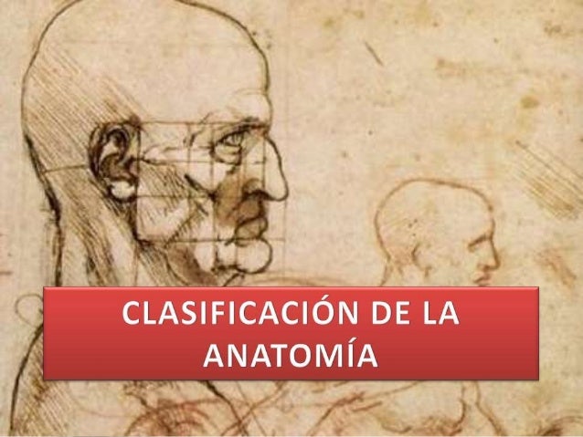 Clasificación de la anatomía